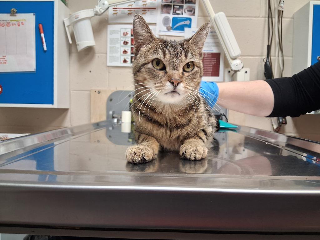 KORRA, Adoptable, Young Female Domestic Short Hair.