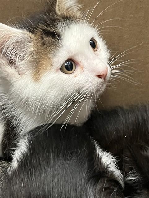 Enlarge CHILI, a Adoptable Domestic Short Hair in Alameda, CA image 1/1