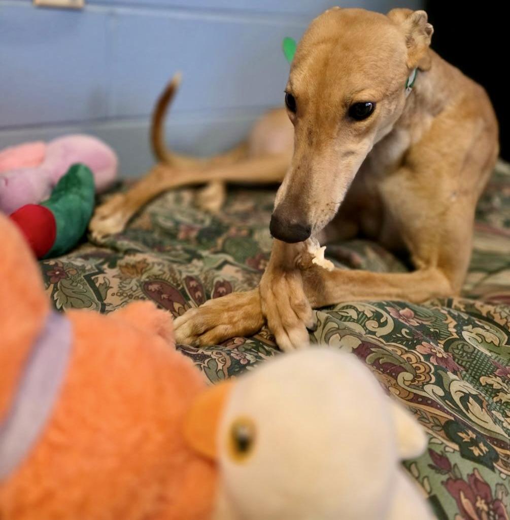 Enlarge Obi, a ADOPTABLE Greyhound in New Hope, PA image 3/6