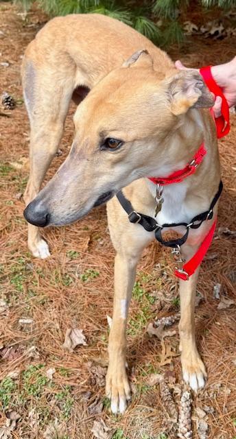 Enlarge Obi, a ADOPTABLE Greyhound in New Hope, PA image 2/6