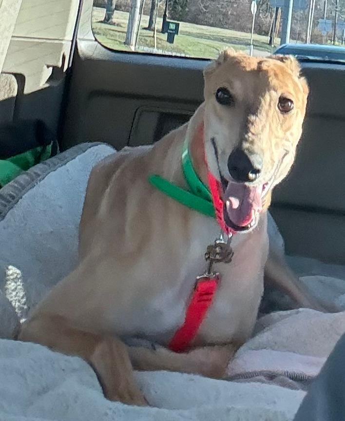 Enlarge Obi, a ADOPTABLE Greyhound in New Hope, PA image 1/6