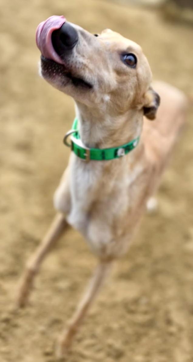 Enlarge Obi, a ADOPTABLE Greyhound in New Hope, PA image 6/6