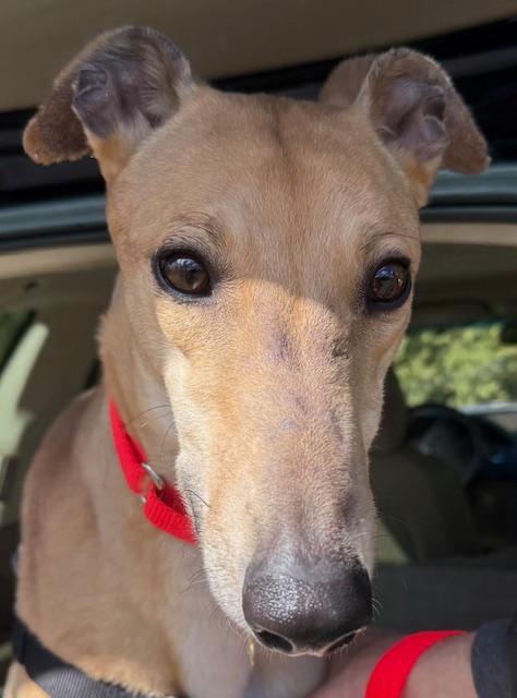 Enlarge Obi, a ADOPTABLE Greyhound in New Hope, PA image 4/6