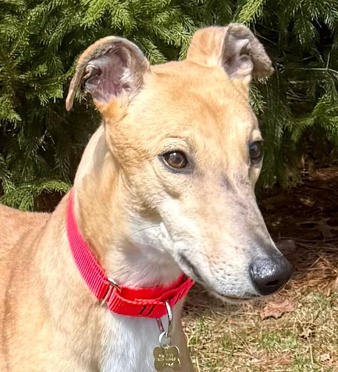 Enlarge Obi, a ADOPTABLE Greyhound in New Hope, PA image 5/6