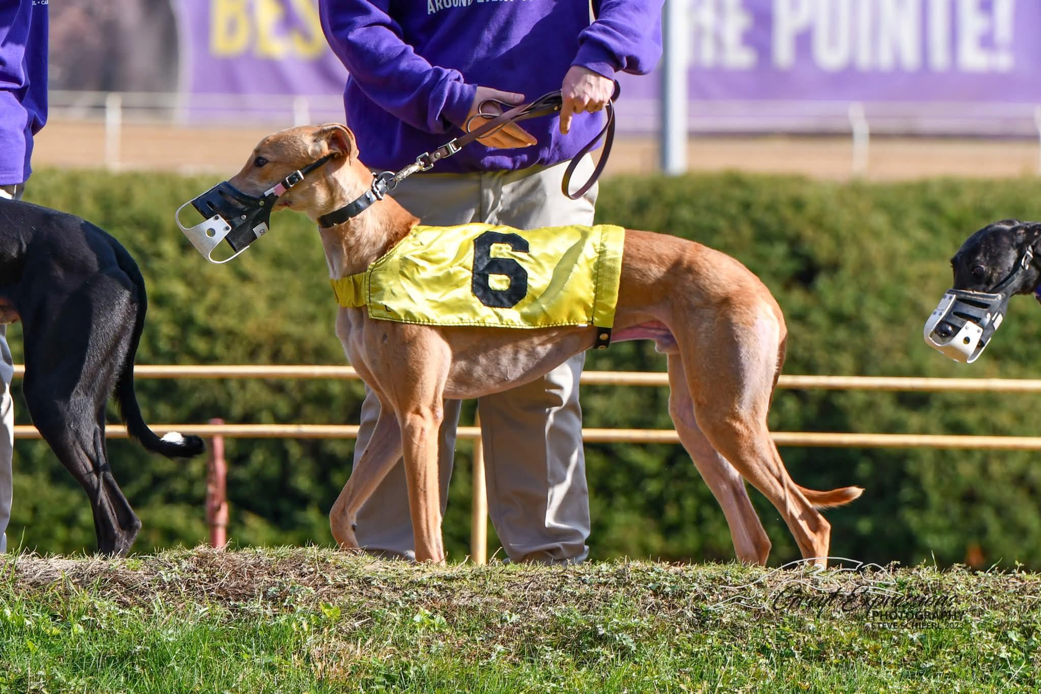 Enlarge Obi, a ADOPTABLE Greyhound in New Hope, PA image 6/6