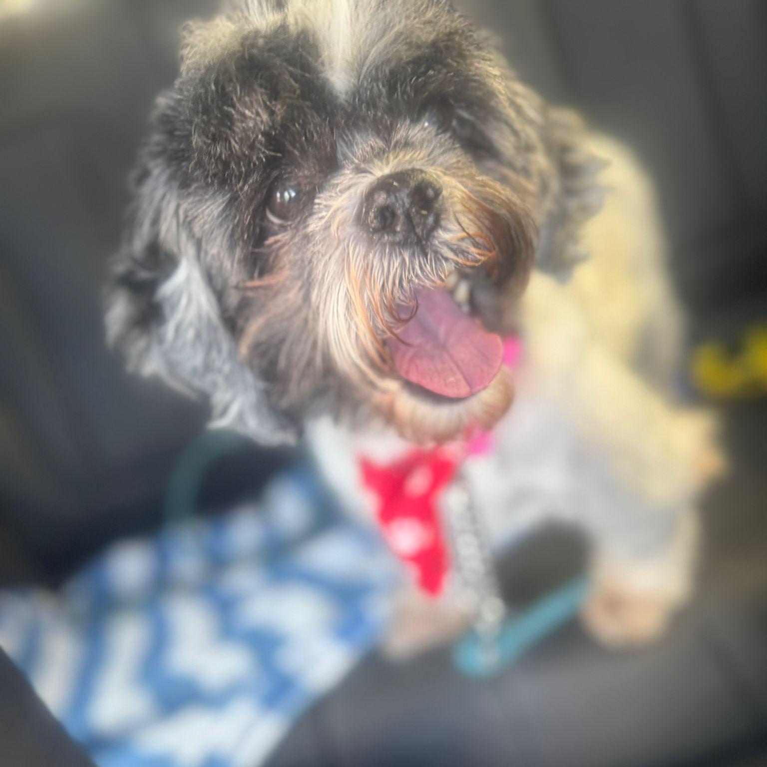 Enlarge Oreo, a ADOPTABLE Lhasa Apso in Miami, FL image 5/6