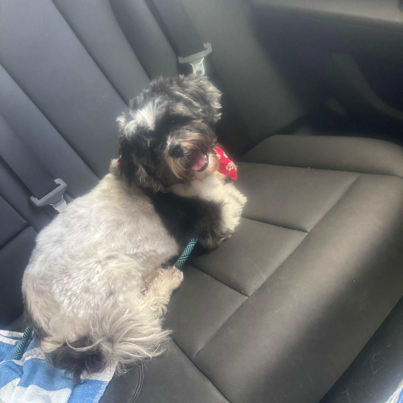 Enlarge Oreo, a ADOPTABLE Lhasa Apso in Miami, FL image 2/6