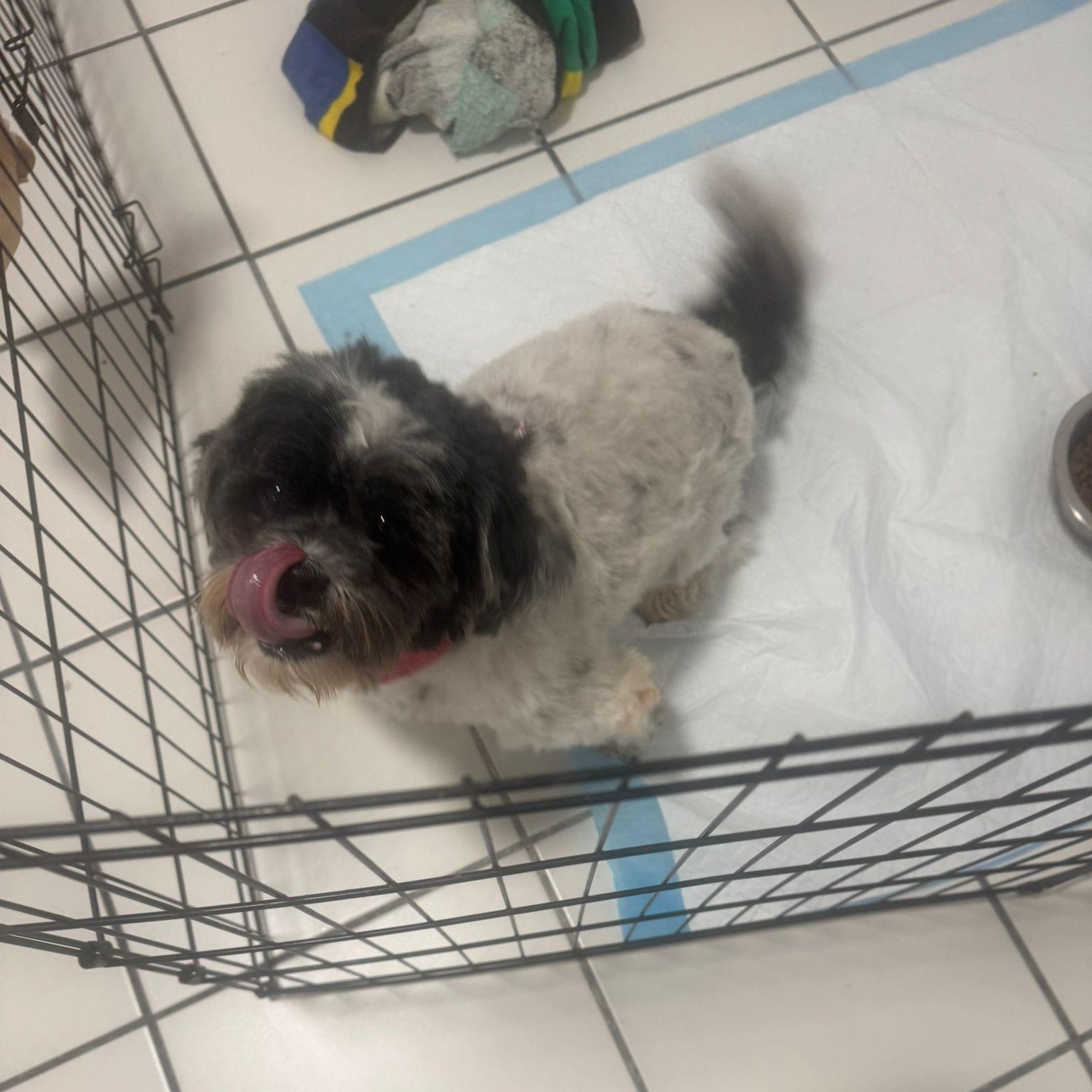 Oreo, ADOPTABLE, Young Male Lhasa Apso.
