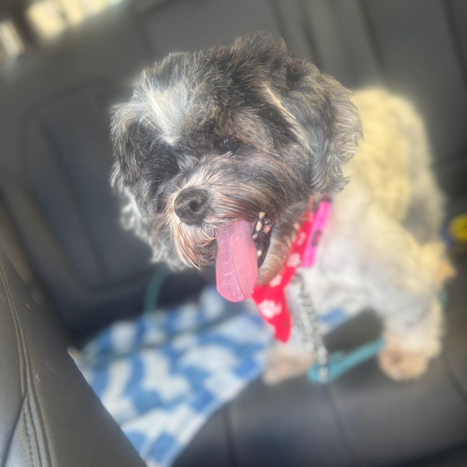 Enlarge Oreo, a ADOPTABLE Lhasa Apso in Miami, FL image 3/6