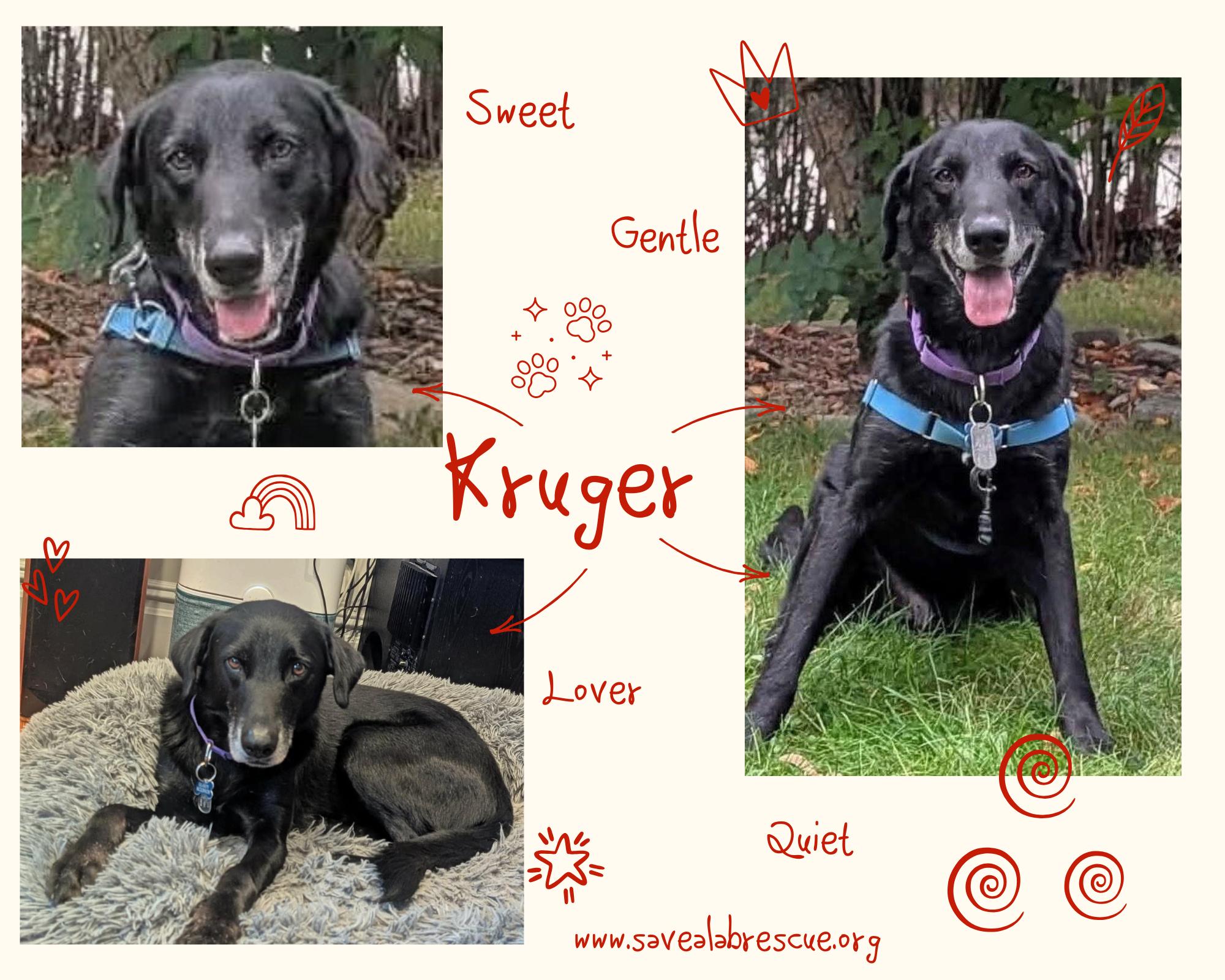 Enlarge Kruger, a Adopted mixed breed in Middletown, RI image 1/1