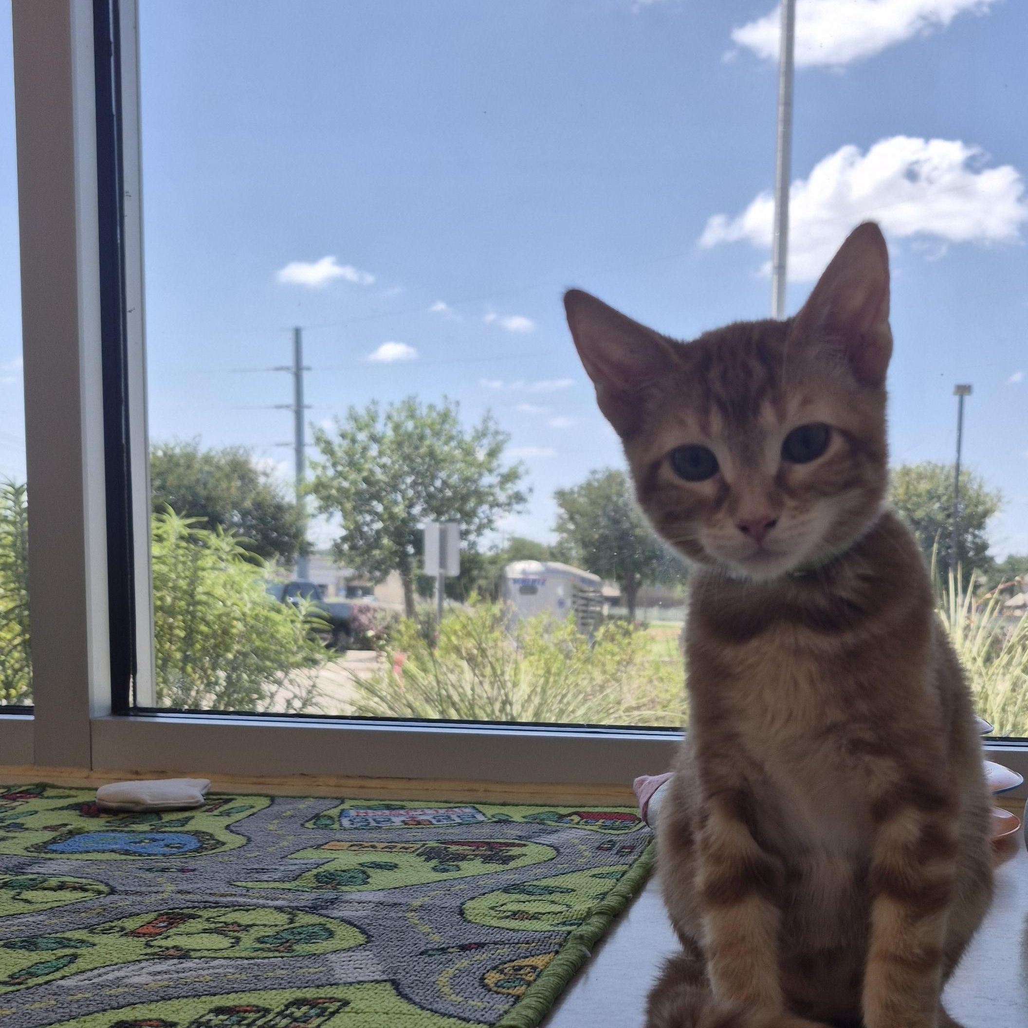 Brett, an adopted Domestic Short Hair in Schertz, TX image 3/3