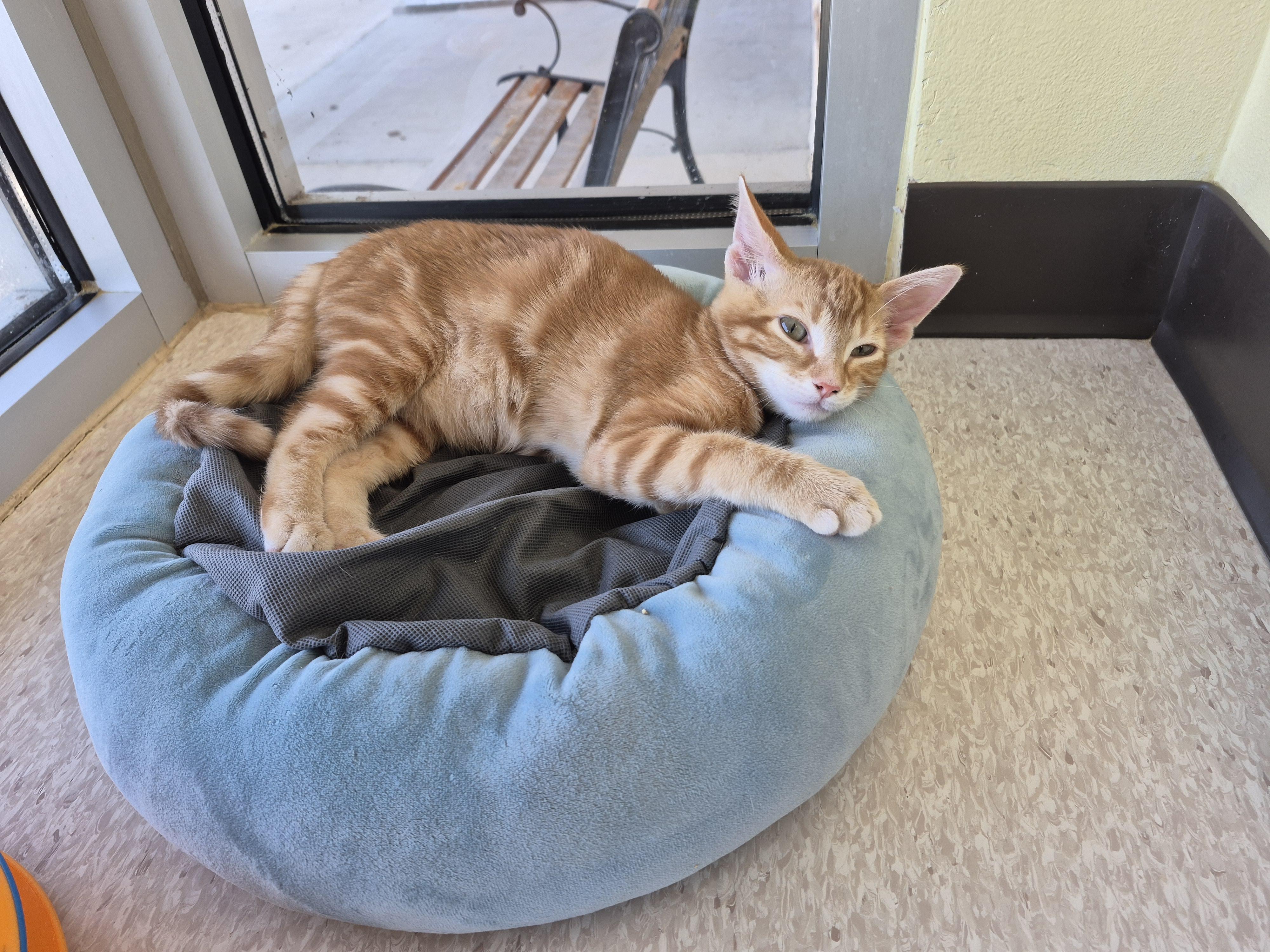 Brett, an adopted Domestic Short Hair in Schertz, TX image 2/3
