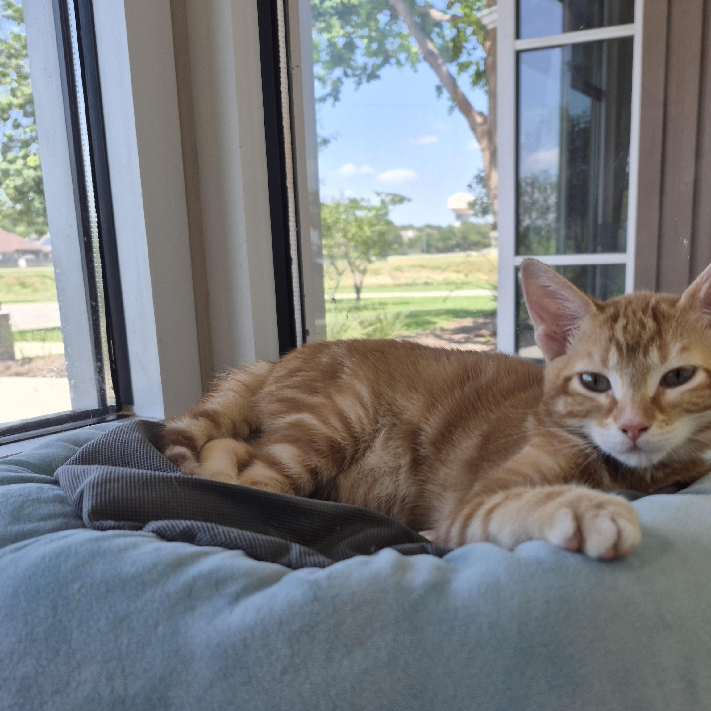 Brett, adopted, Young Male Domestic Short Hair.