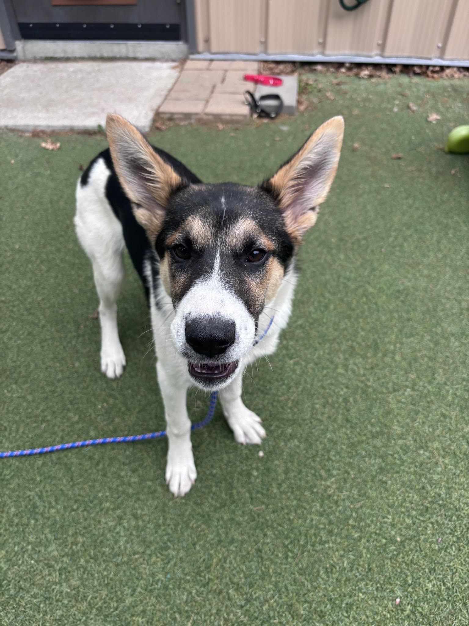 chowdah, a Adoptable mixed breed in Pembroke, MA image 2/5