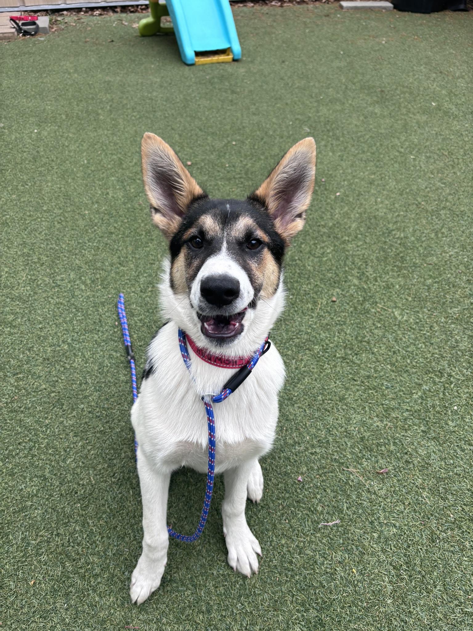 chowdah, a Adoptable mixed breed in Pembroke, MA image 3/5