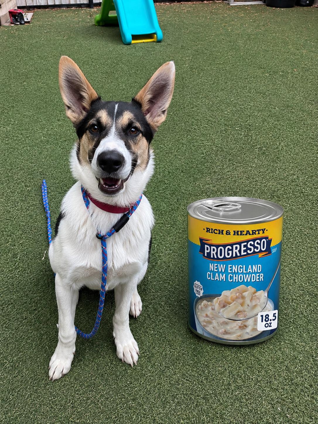 chowdah, Adoptable, Puppy Male Shepherd & Husky.