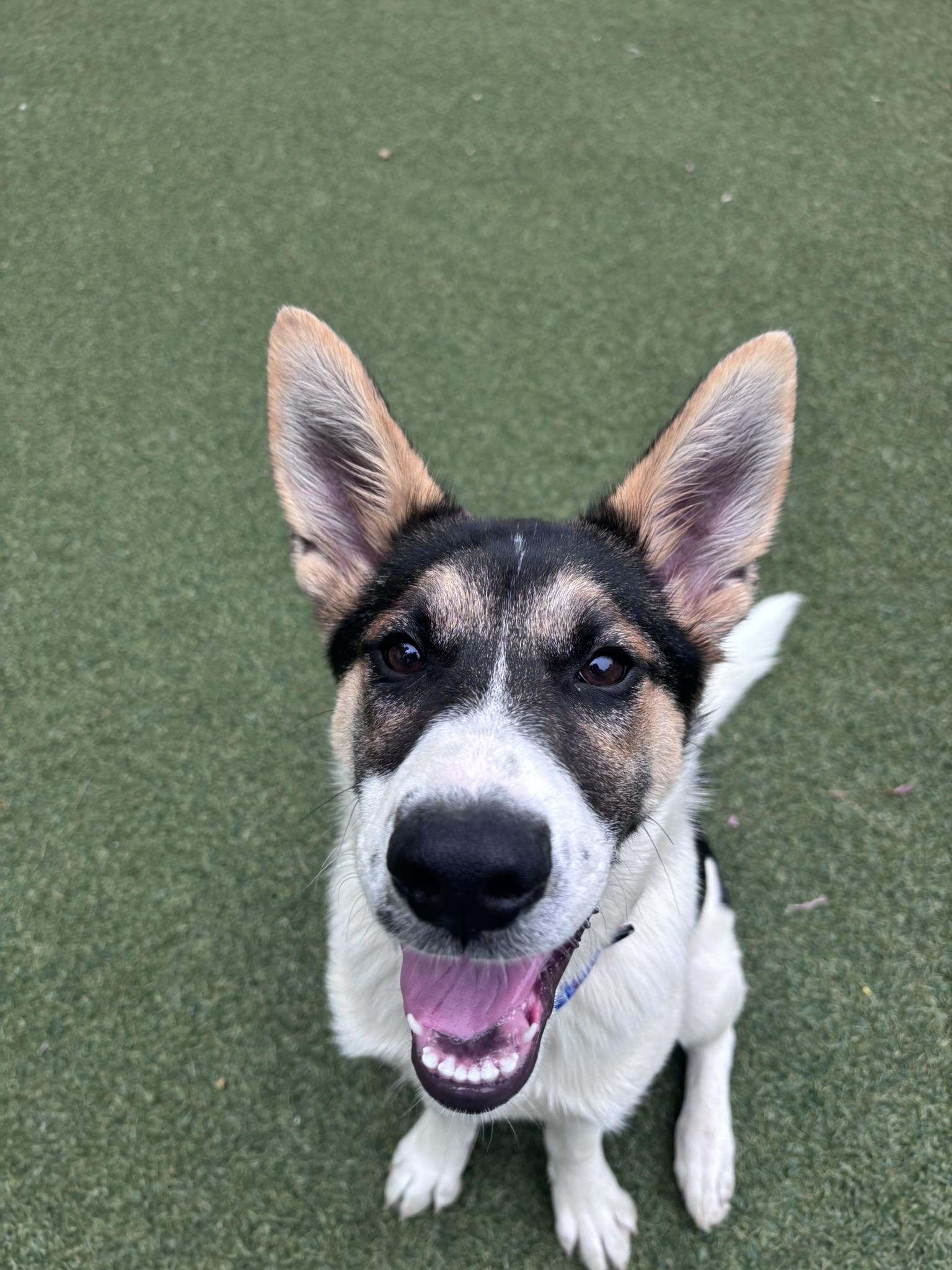 chowdah, a Adoptable mixed breed in Pembroke, MA image 4/5