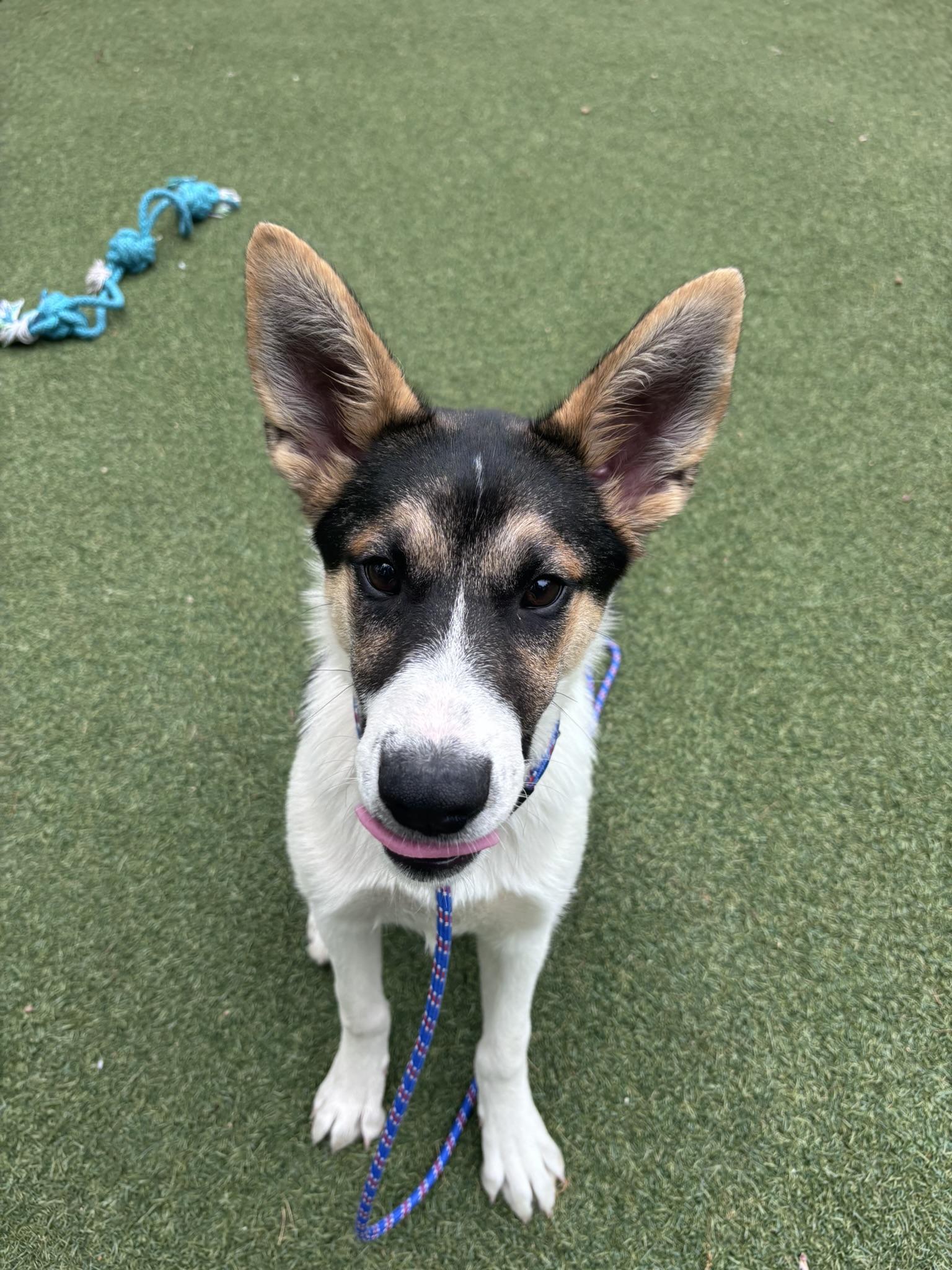 chowdah, a Adoptable mixed breed in Pembroke, MA image 5/5