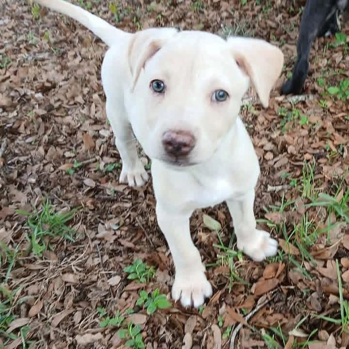 Obi, adopted, Puppy Male Catahoula Leopard Dog & Labrador Retriever.