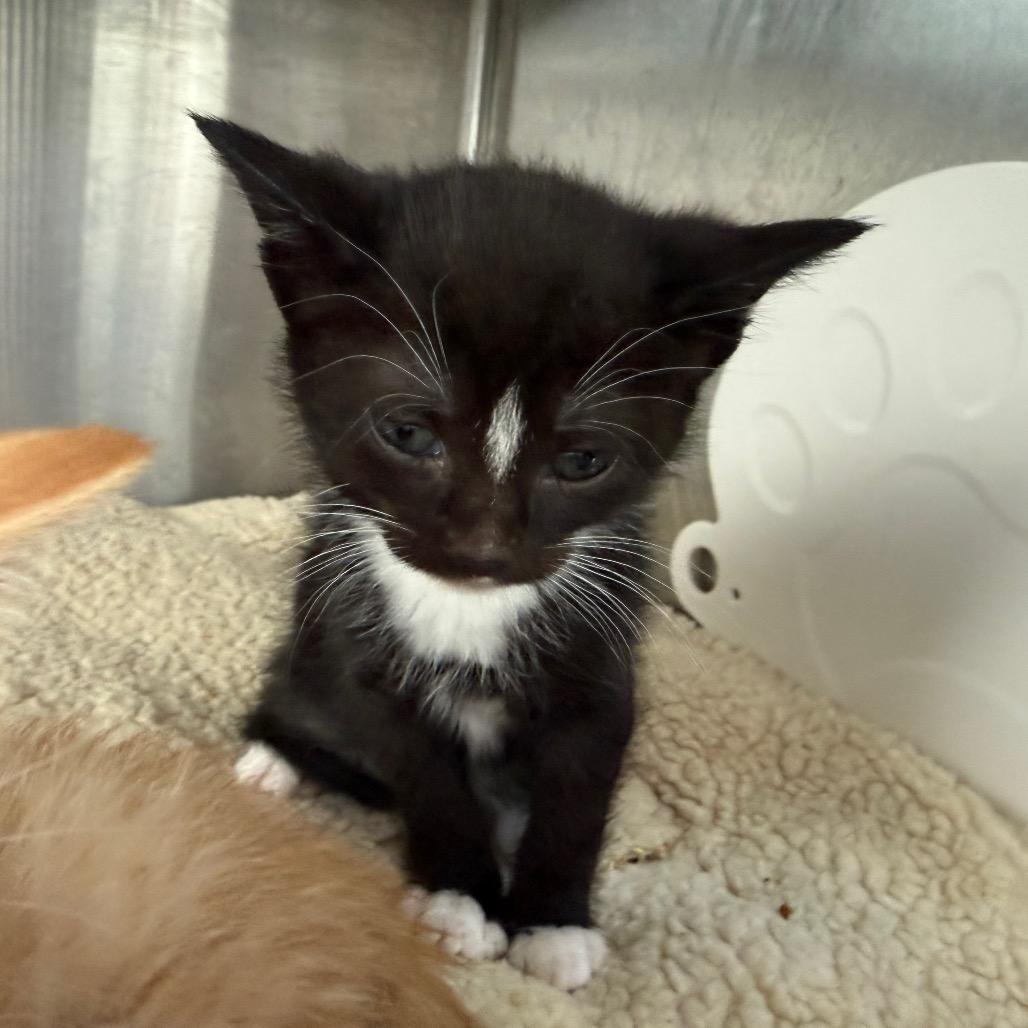 Wonder, Adoptable, Kitten Male Domestic Short Hair & Domestic Short Hair.