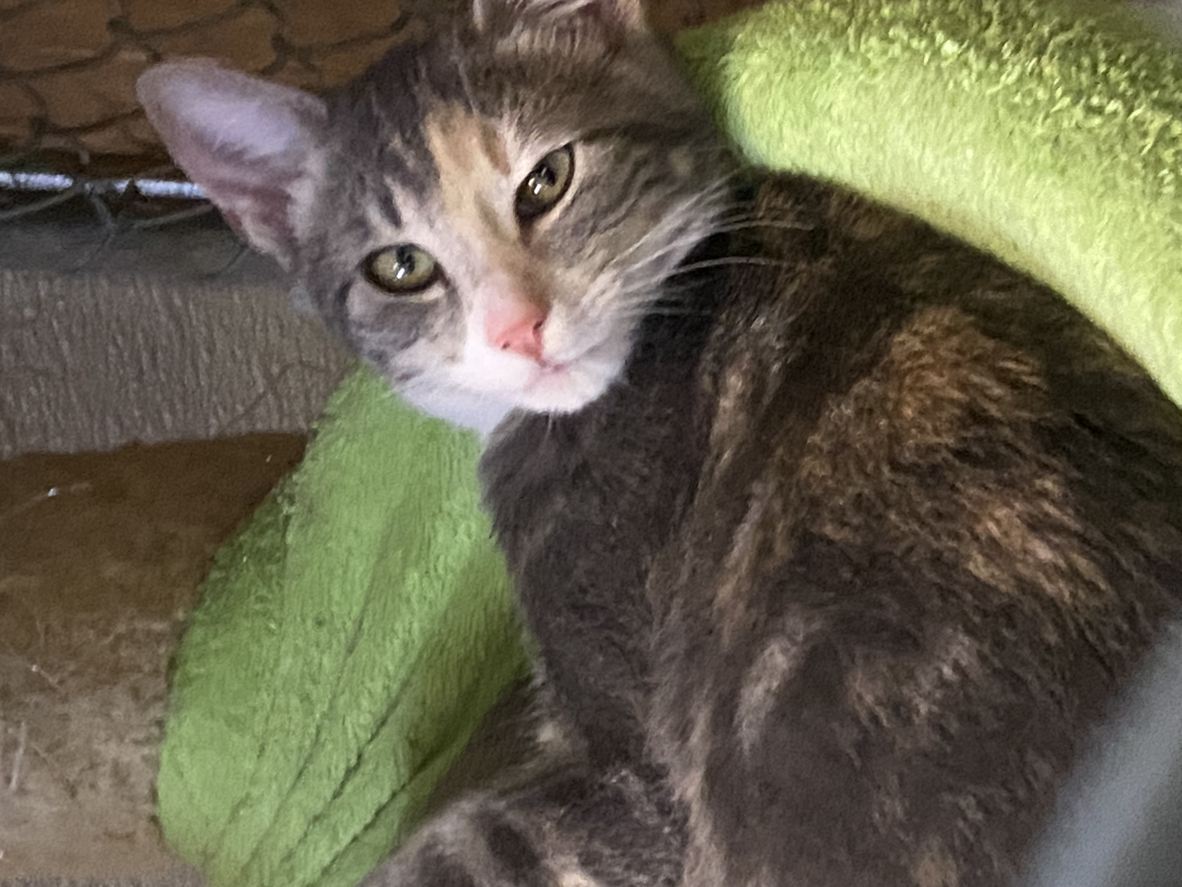 Cat for adoption Luxor, a Dilute Tortoiseshell Mix in Stanwood, WA