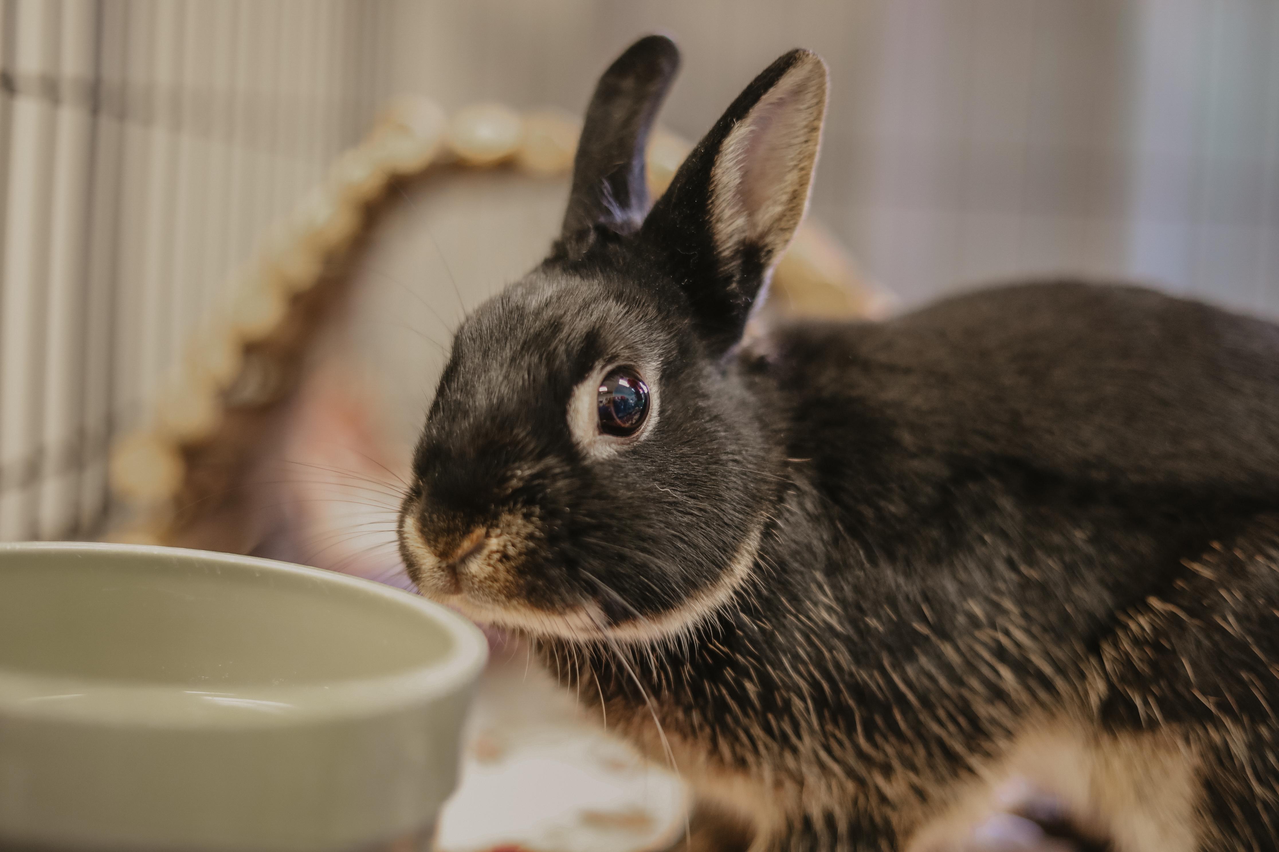 Enlarge Romeo, a ADOPTABLE mixed breed in Everett, ON image 1/6