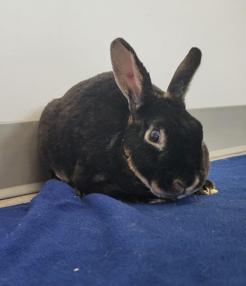 Romeo, ADOPTABLE, Adult Male Bunny Rabbit & Mini Rex.