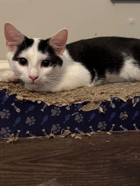 Enlarge Zara, a Adoptable Domestic Short Hair in Columbia, SC image 2/2