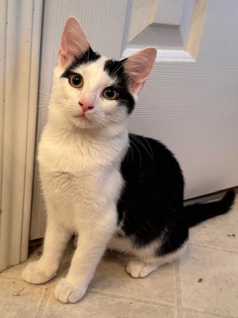 Enlarge Zara, a Adoptable Domestic Short Hair in Columbia, SC image 1/2