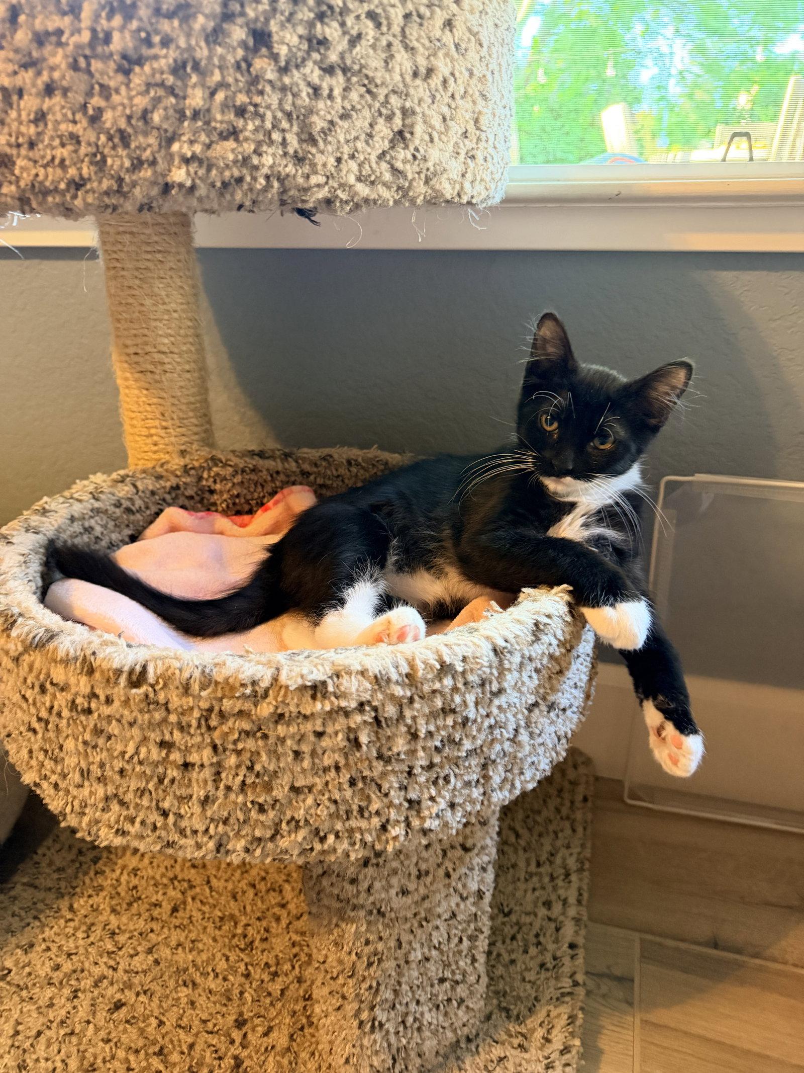 Murphy, Adopted, Young Male Domestic Medium Hair.
