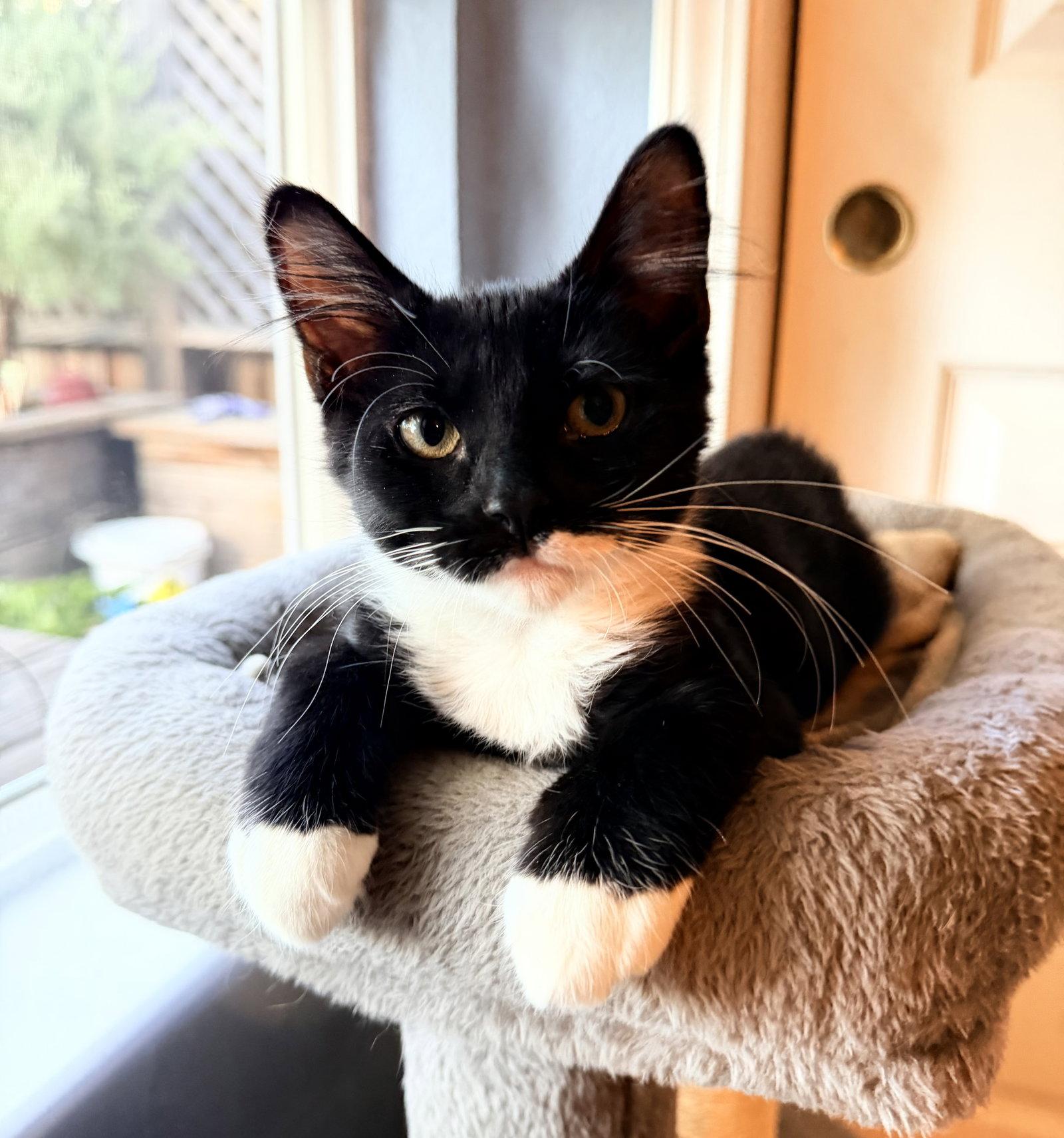 Murphy, a Adopted Domestic Medium Hair in Davis, CA image 2/3