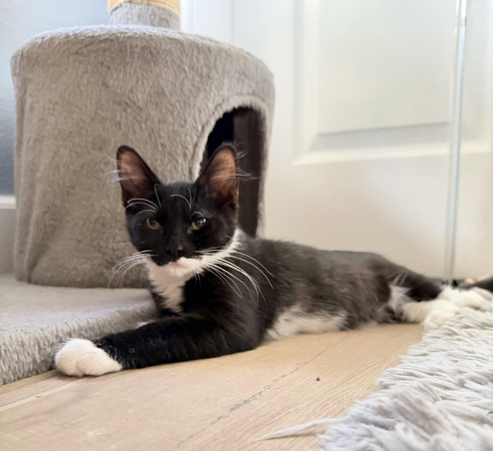 Murphy, a Adopted Domestic Medium Hair in Davis, CA image 3/3