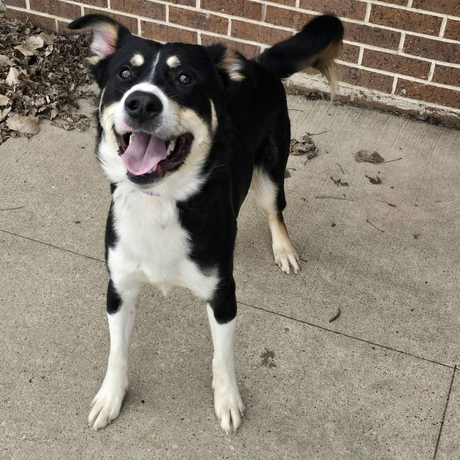 Enlarge Dutton, an adopted mixed breed in Waterloo, IA image 2/2