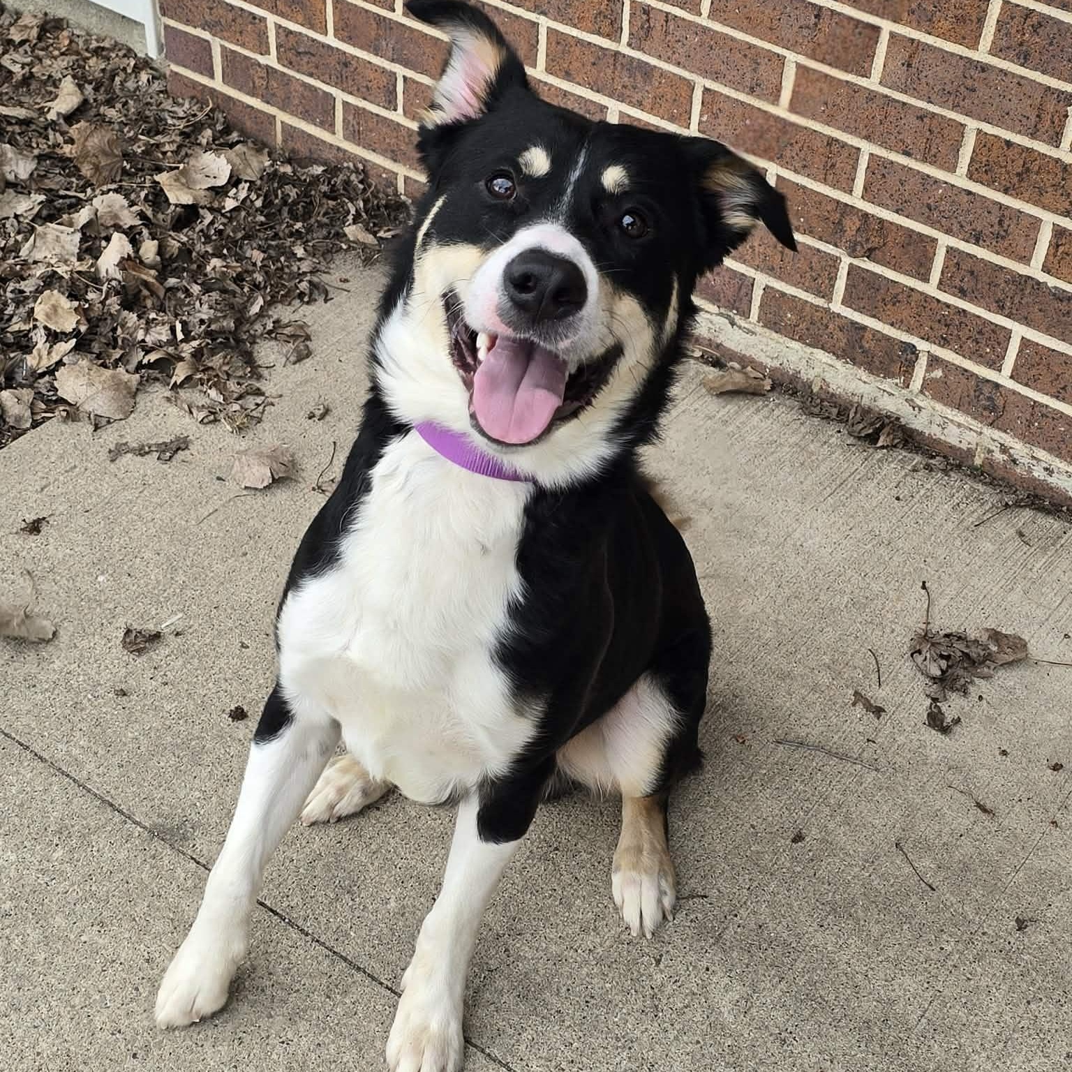 Dutton, adopted, Young Male Australian Shepherd.