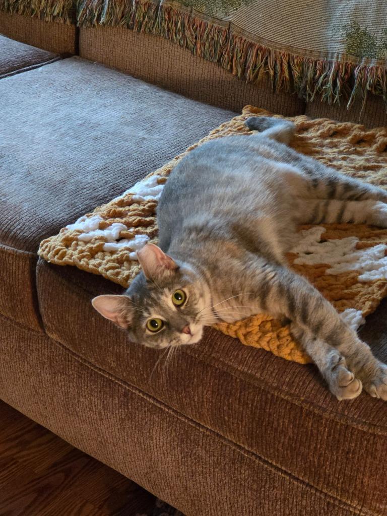 Enlarge Meowa Angelou, a Adoptable mixed breed in Pawtucket, RI image 4/6