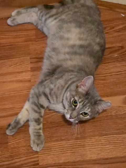 Enlarge Meowa Angelou, a Adoptable mixed breed in Pawtucket, RI image 5/6