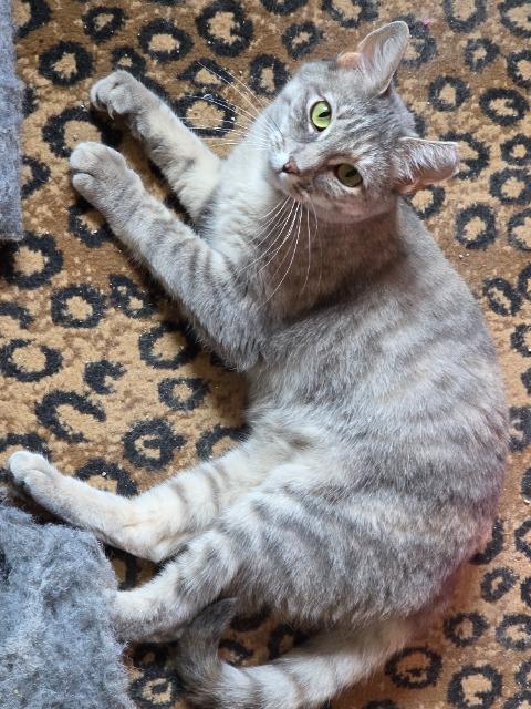Enlarge Meowa Angelou, a Adoptable mixed breed in Pawtucket, RI image 6/6