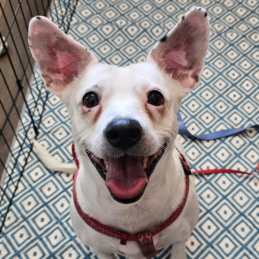 Enlarge Angel, a Adoptable Mixed Breed in Myrtle Beach, SC image 2/3