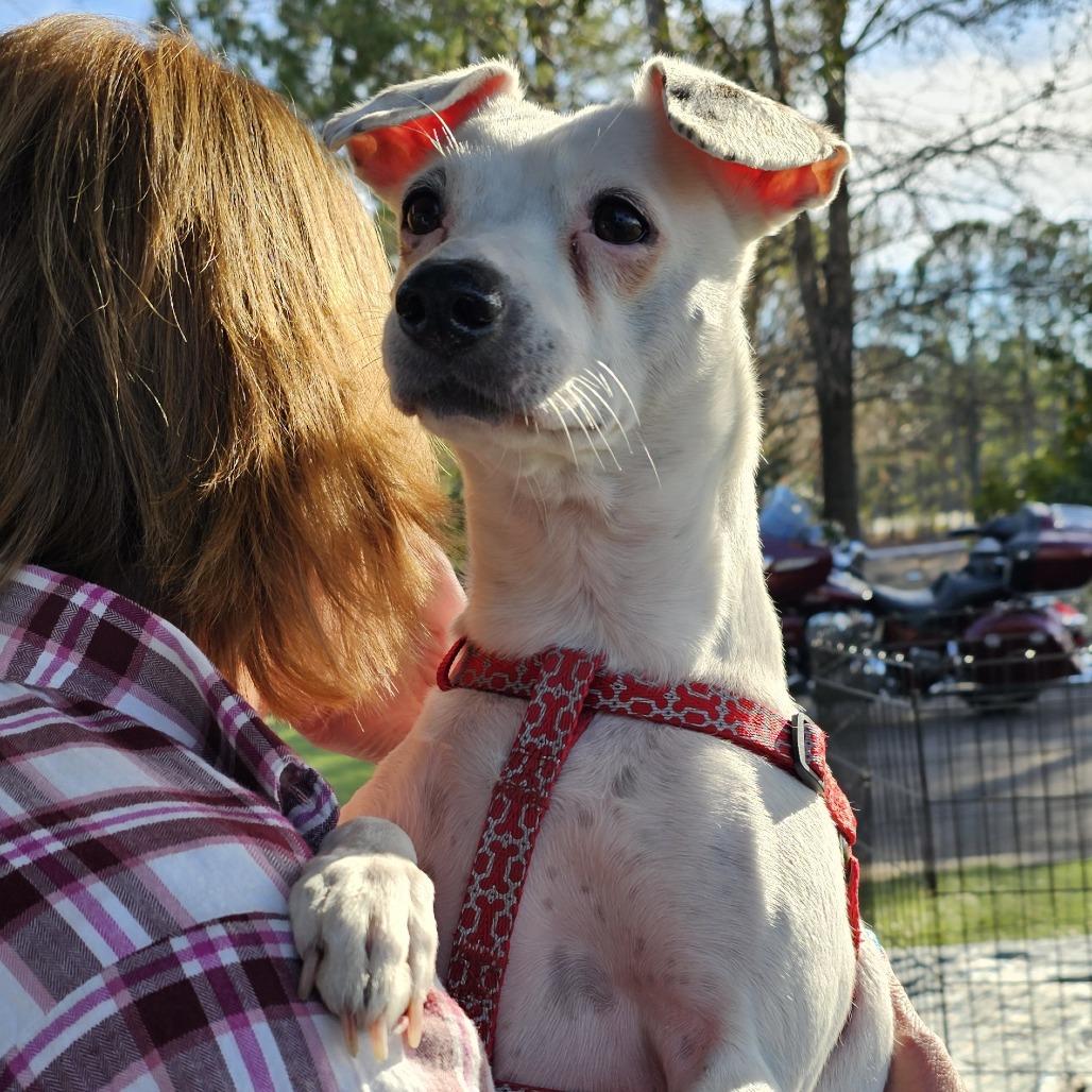 Enlarge Angel, a Adoptable Mixed Breed in Myrtle Beach, SC image 3/3