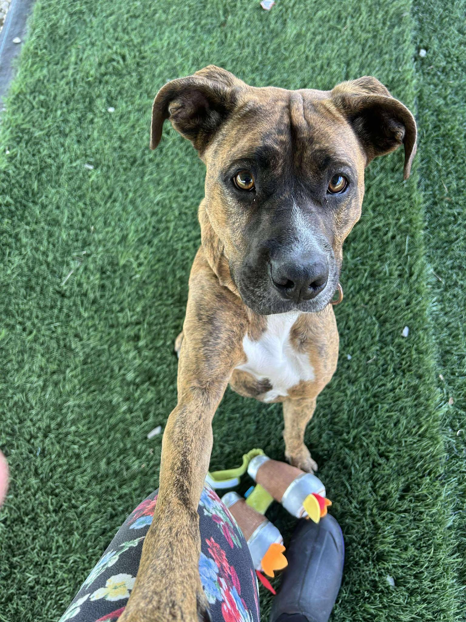 Enlarge Bella , a Adoptable Mixed Breed in Moundsville, WV image 1/1