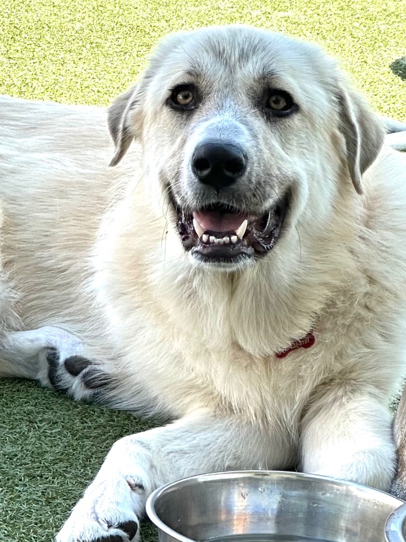 ADDISON, a Adoptable mixed breed in Fresh Meadows, NY image 1/12