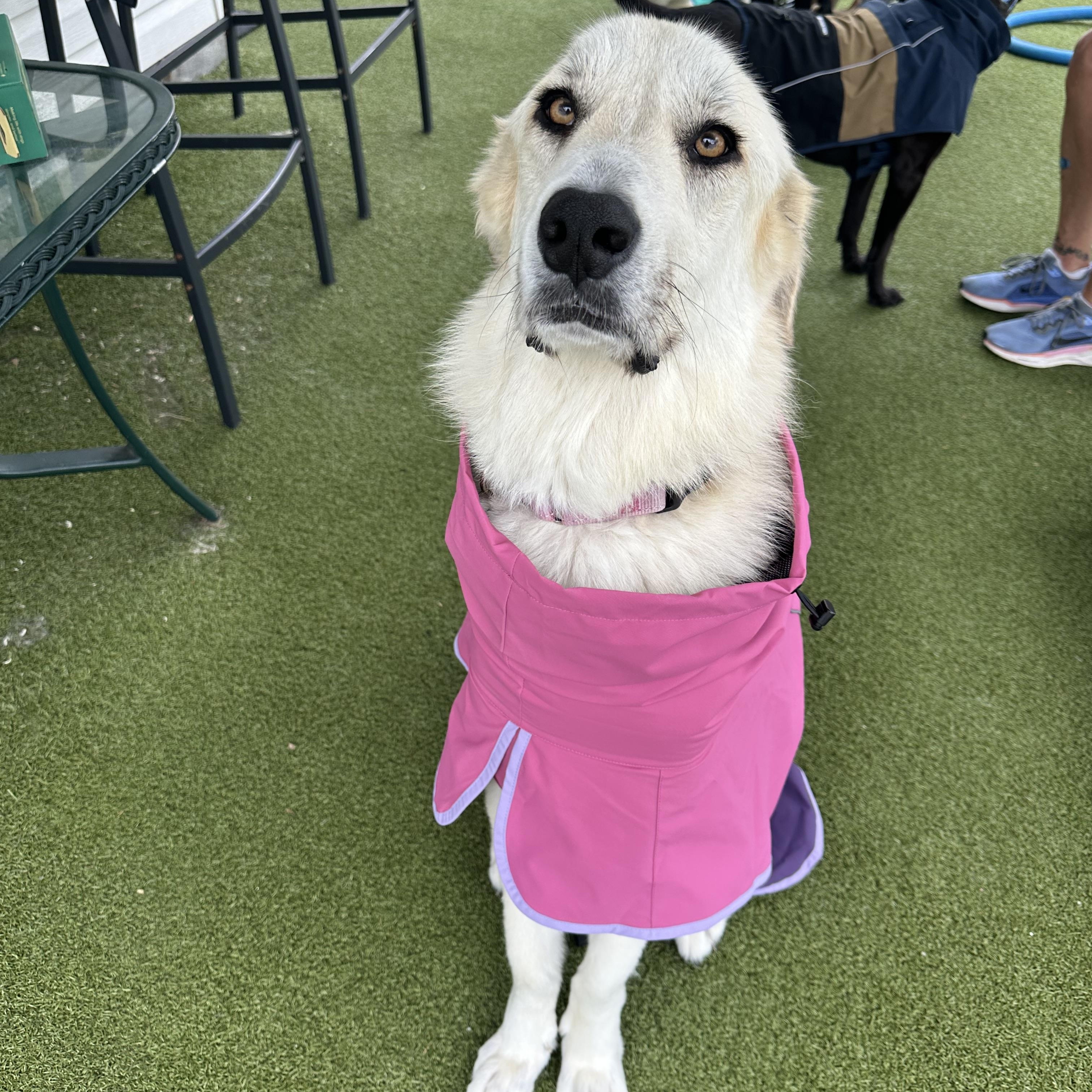 Addison, Adoptable, Adult Female Great Pyrenees & German Shepherd Dog.