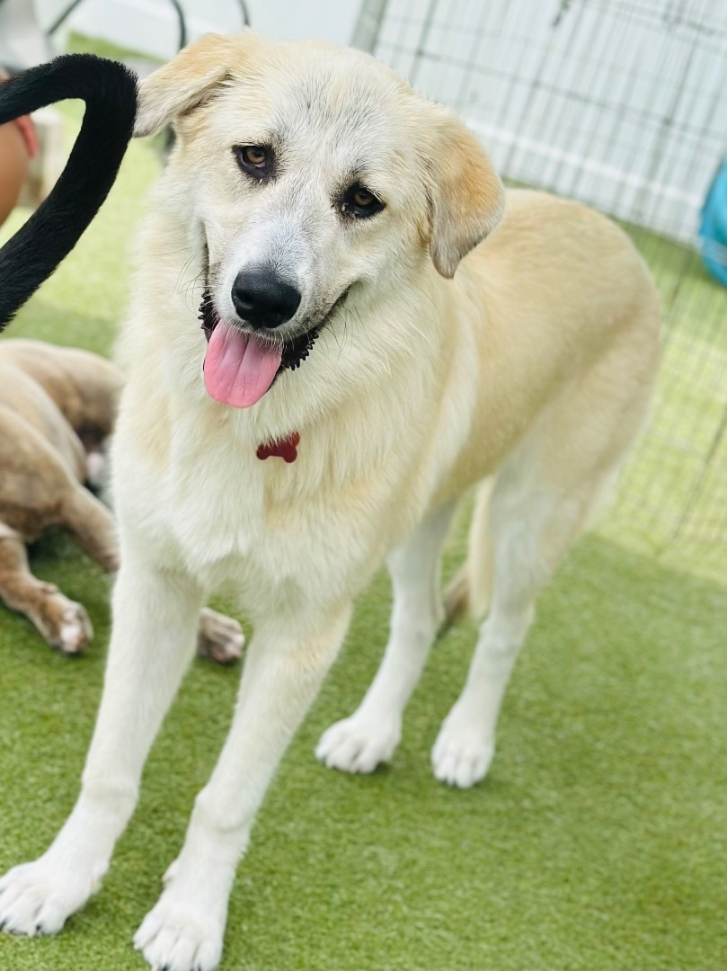 ADDISON, a Adoptable mixed breed in Fresh Meadows, NY image 2/12