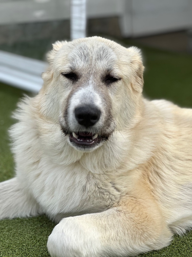 ADDISON, a Adoptable mixed breed in Fresh Meadows, NY image 3/12