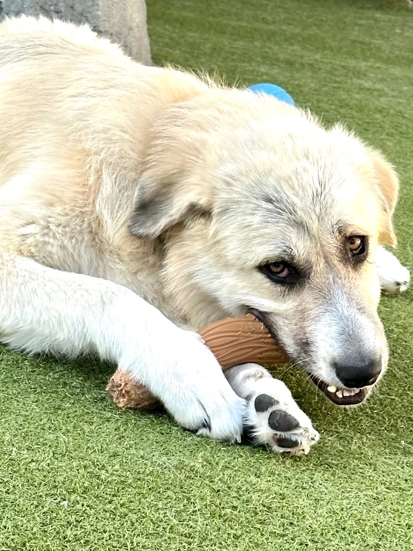 ADDISON, a Adoptable mixed breed in Fresh Meadows, NY image 4/12