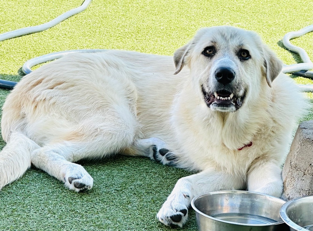 ADDISON, a Adoptable mixed breed in Fresh Meadows, NY image 6/12