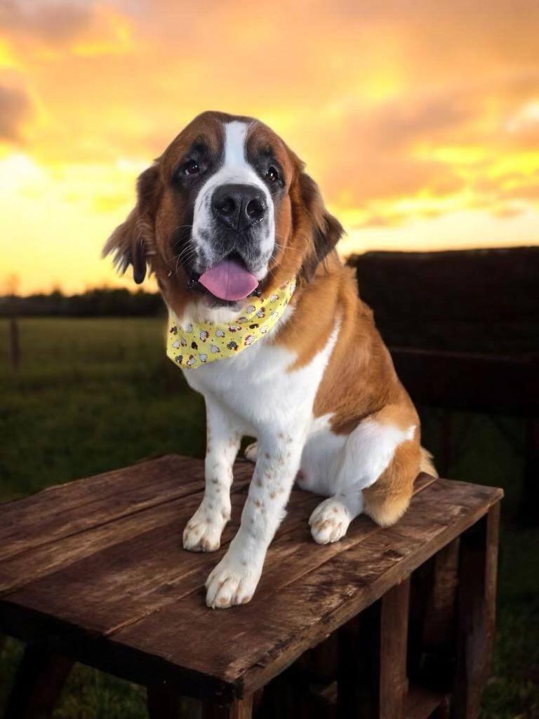 Knox, ADOPTABLE, Young Male Saint Bernard.