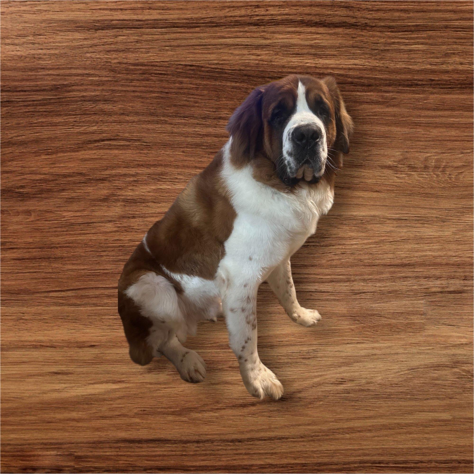 Enlarge Knox, a ADOPTABLE Saint Bernard in Greenville, SC image 3/4