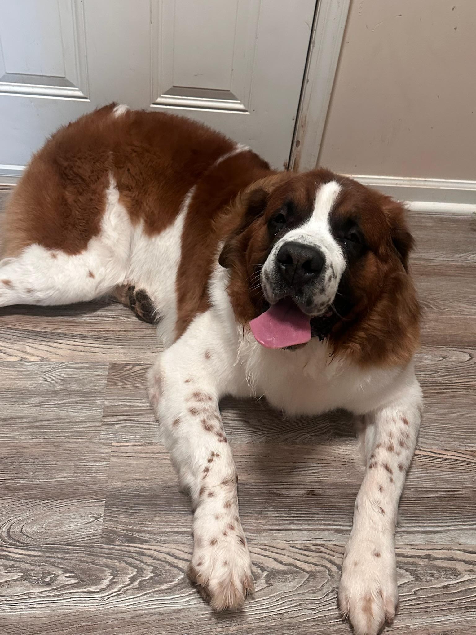 Enlarge Knox, a ADOPTABLE Saint Bernard in Greenville, SC image 2/4
