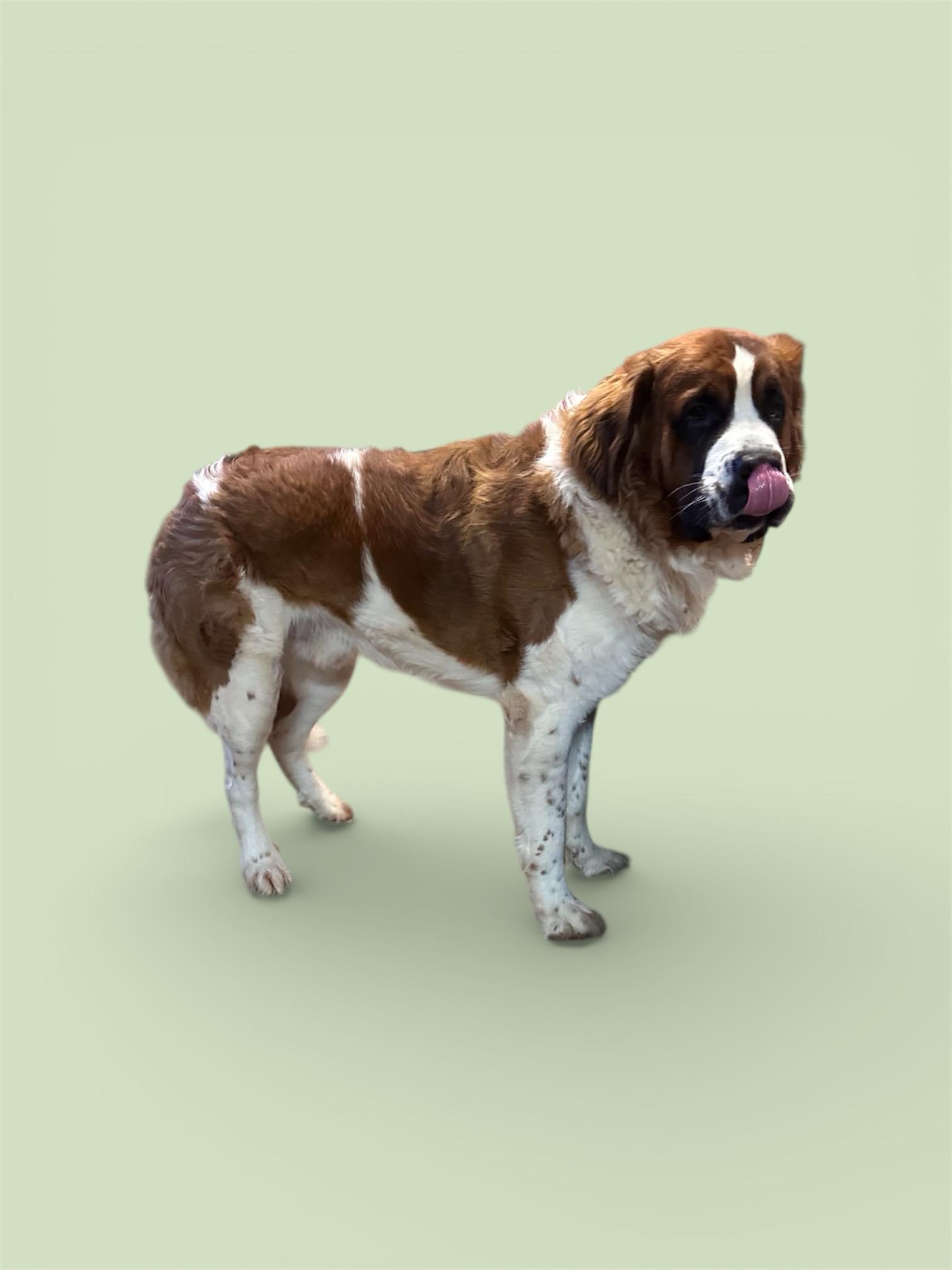 Enlarge Knox, a ADOPTABLE Saint Bernard in Greenville, SC image 4/4